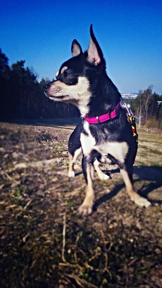 WP_20170401_16_23_33_Pro (2).jpg