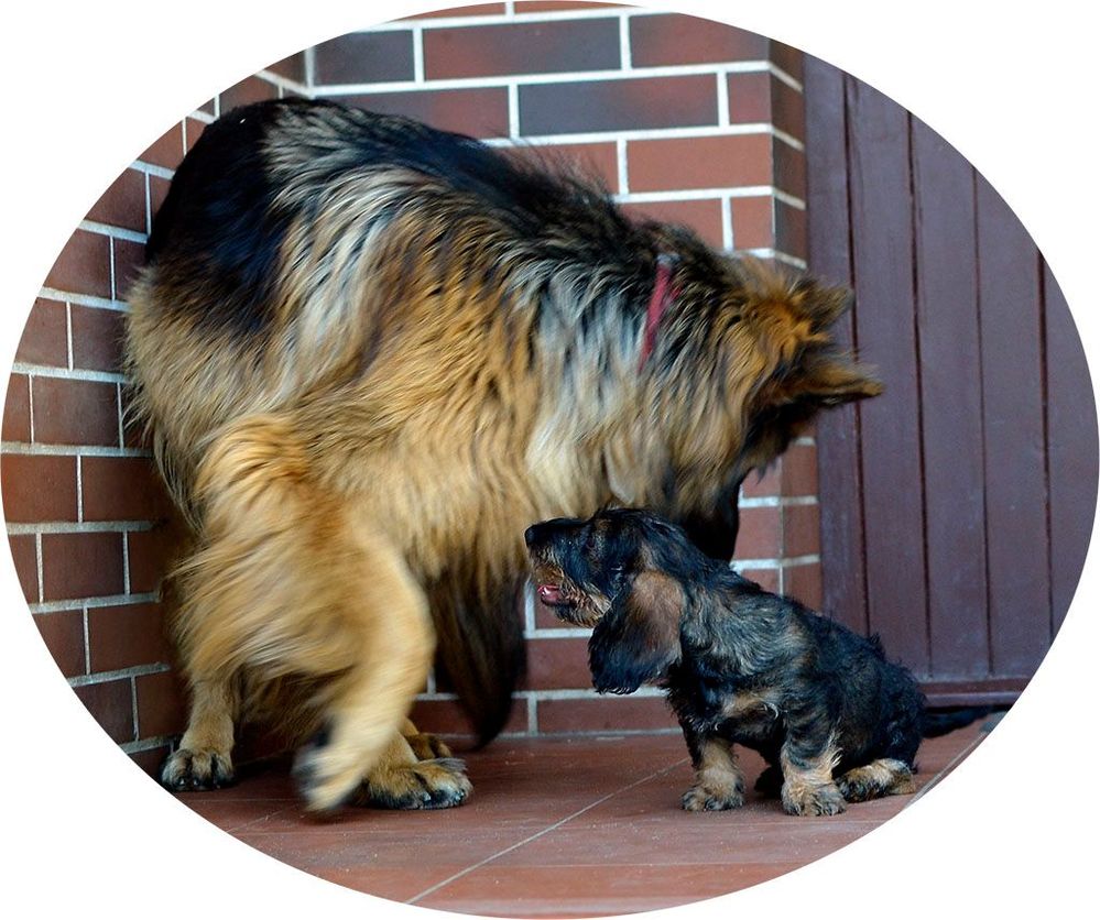 Owczarej długowłosy i Jamnik szorstowłosy