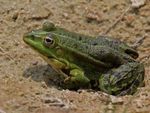marsh-frog-pelophylax-ridibundus_800x600.jpg