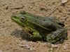 marsh-frog-pelophylax-ridibundus_800x600.jpg