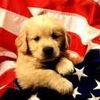 American-Dog.jpg