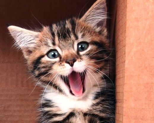 kot krzyczy.jpg