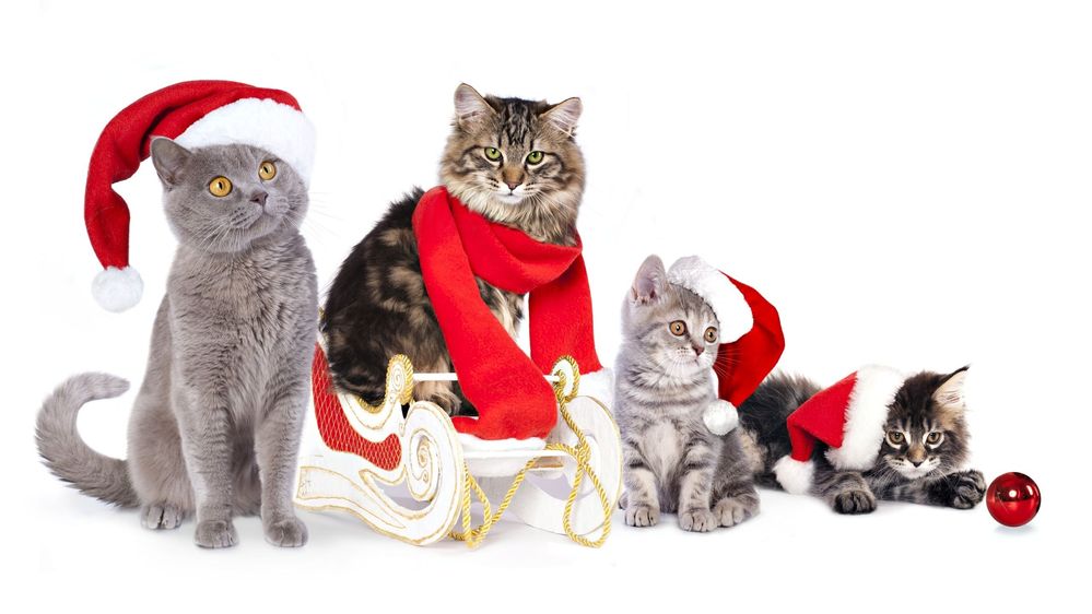 tapeta-koty-w-czapkach-mikolaja.jpg