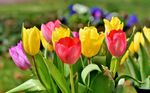 tulip-3287183_1280.jpg