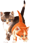 kot Orange.gif