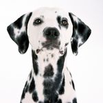 ciemne-dalmatynczyk-atki.jpg