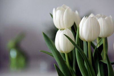 tulips-4112431_1280.jpg