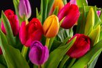 yellow-red-pink-tulips-isolated-black-background.jpg