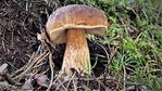 grzybek1.JPG