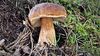 grzybek1.JPG