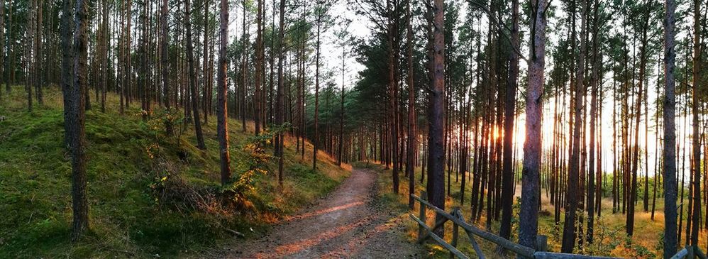 Rezerwat Przyrody Widowo