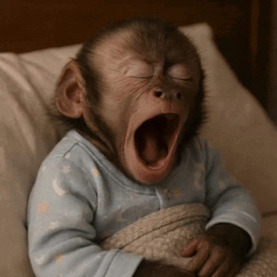 MonkeyYawnGIF.gif
