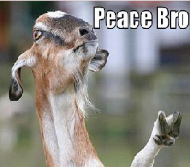 Peace bro.png
