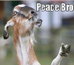 Peace bro.png