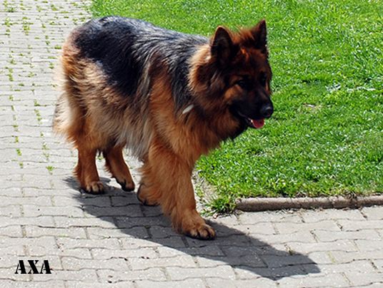 Takiego pieska mam, zwie się Axa ;)