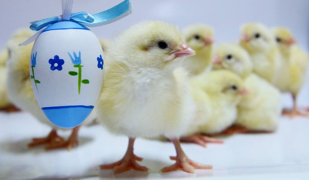 5ab9fdf70bbbf_o,size,1068x623,q,71,h,b045f0