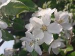 kwiaty jabłoni